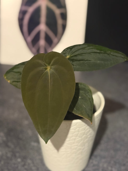 Anthurium BVEP 'Burner'