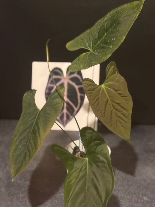 Anthurium ochranthum x papillilaminum