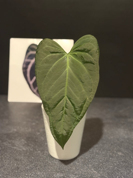 Anthurium Justin