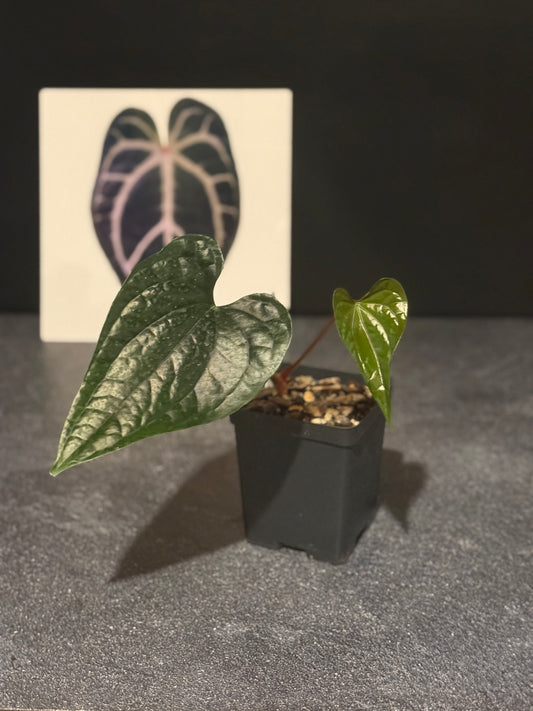 Anthurium (cerrocampanense x papillilaminum) x luxurians