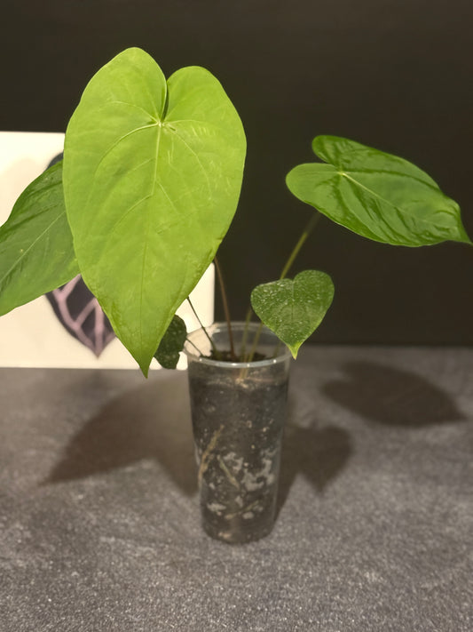 Anthurium spp - undescribed Peruvian species