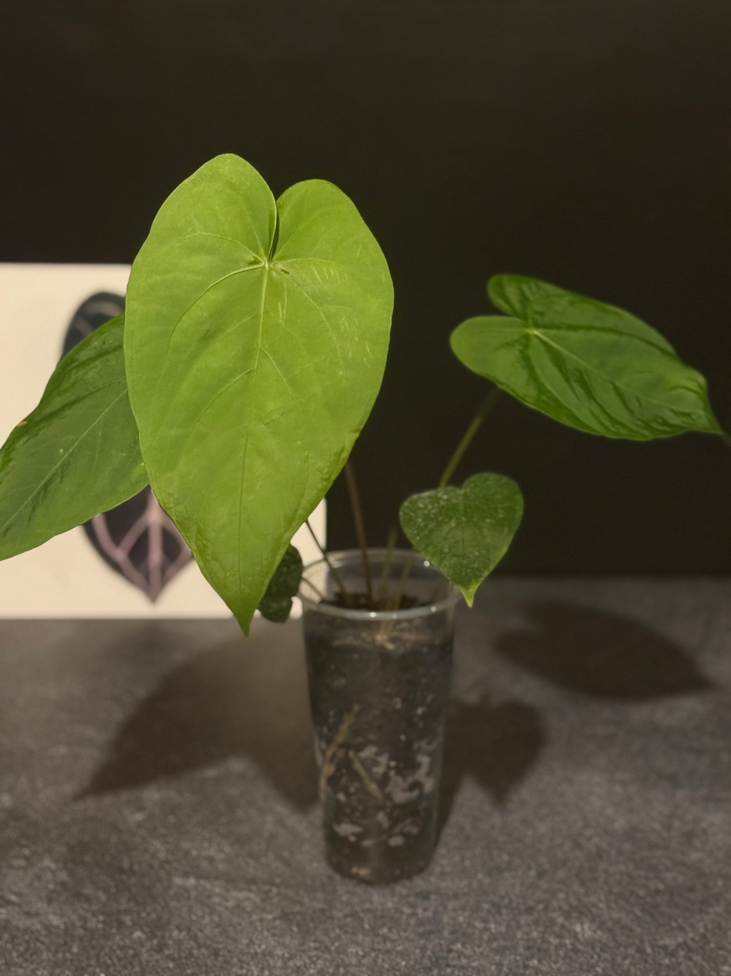 Anthurium spp - undescribed Peruvian species