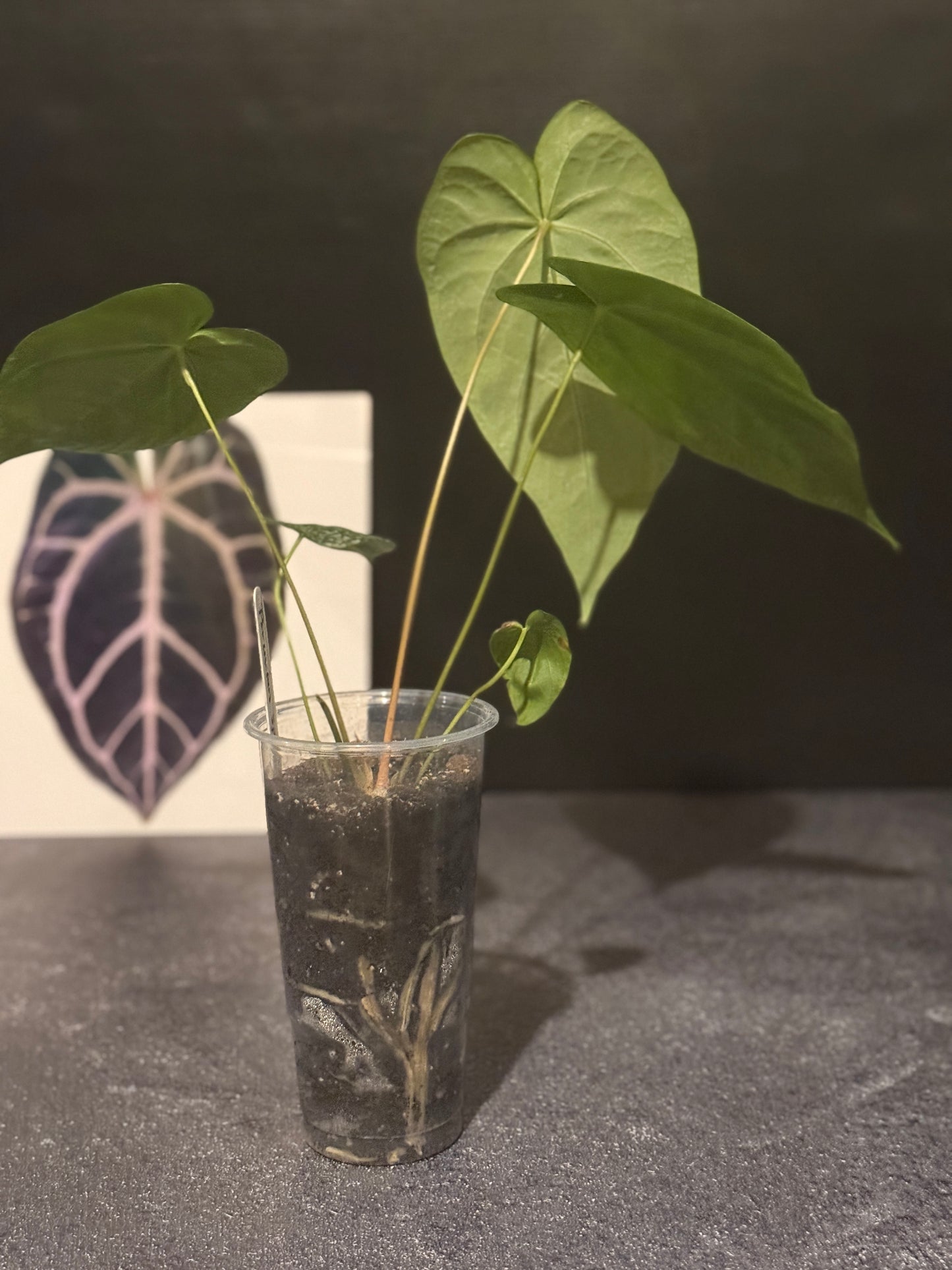 Anthurium spp - undescribed Peruvian species