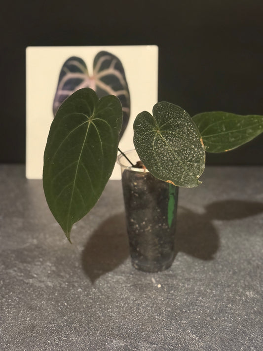Anthurium 'Red Spider' clone