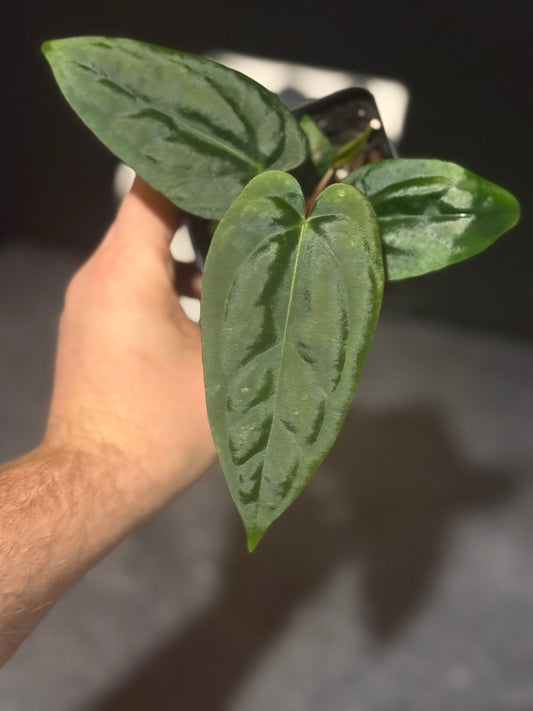 Anthurium 'Black Hole' x 'Justin'