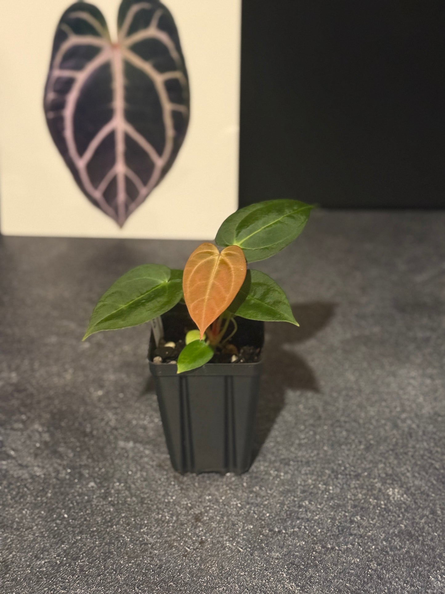 Anthurium Justin x (papillilaminum x carlablackiae)