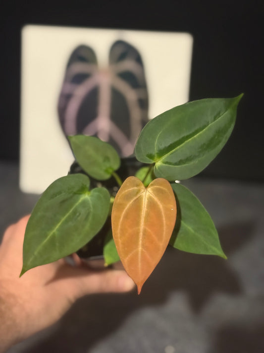 Anthurium Justin x (papillilaminum x carlablackiae)