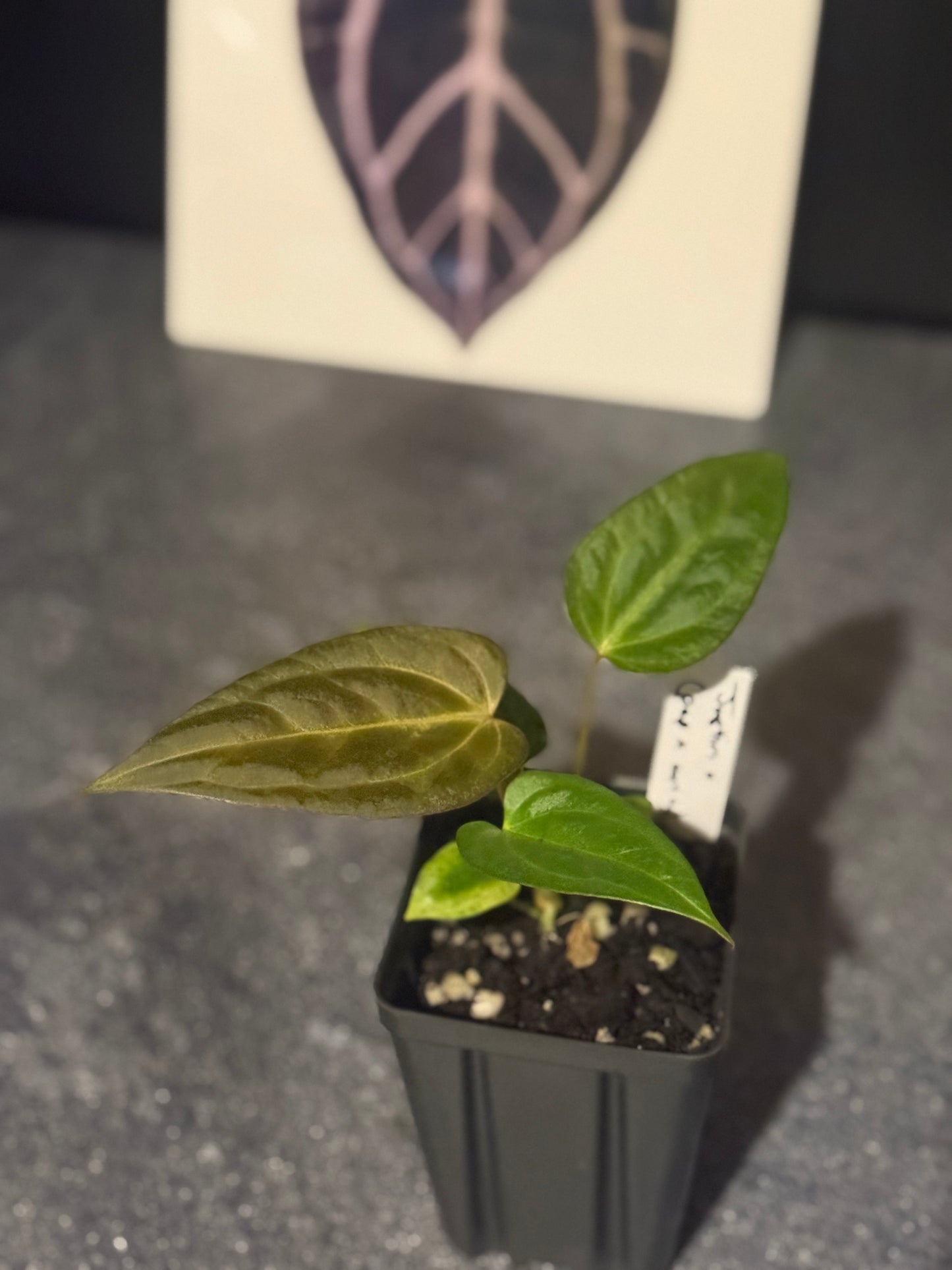 Anthurium Justin x (papillilaminum x carlablackiae)