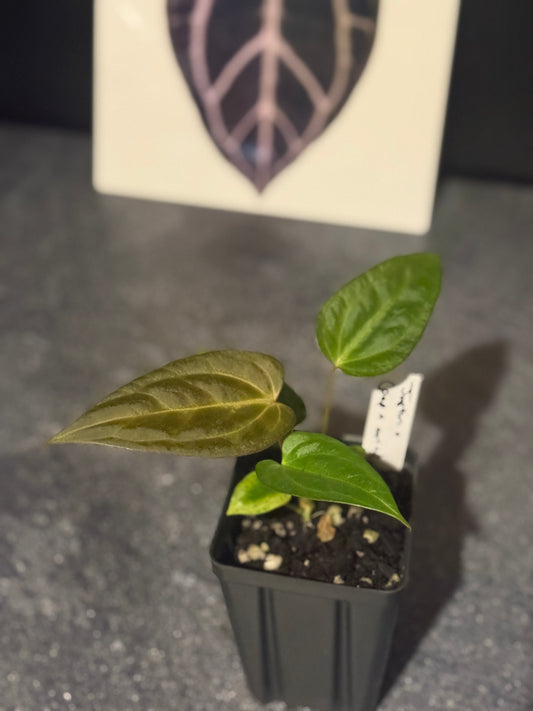 Anthurium Justin x (papillilaminum x carlablackiae)