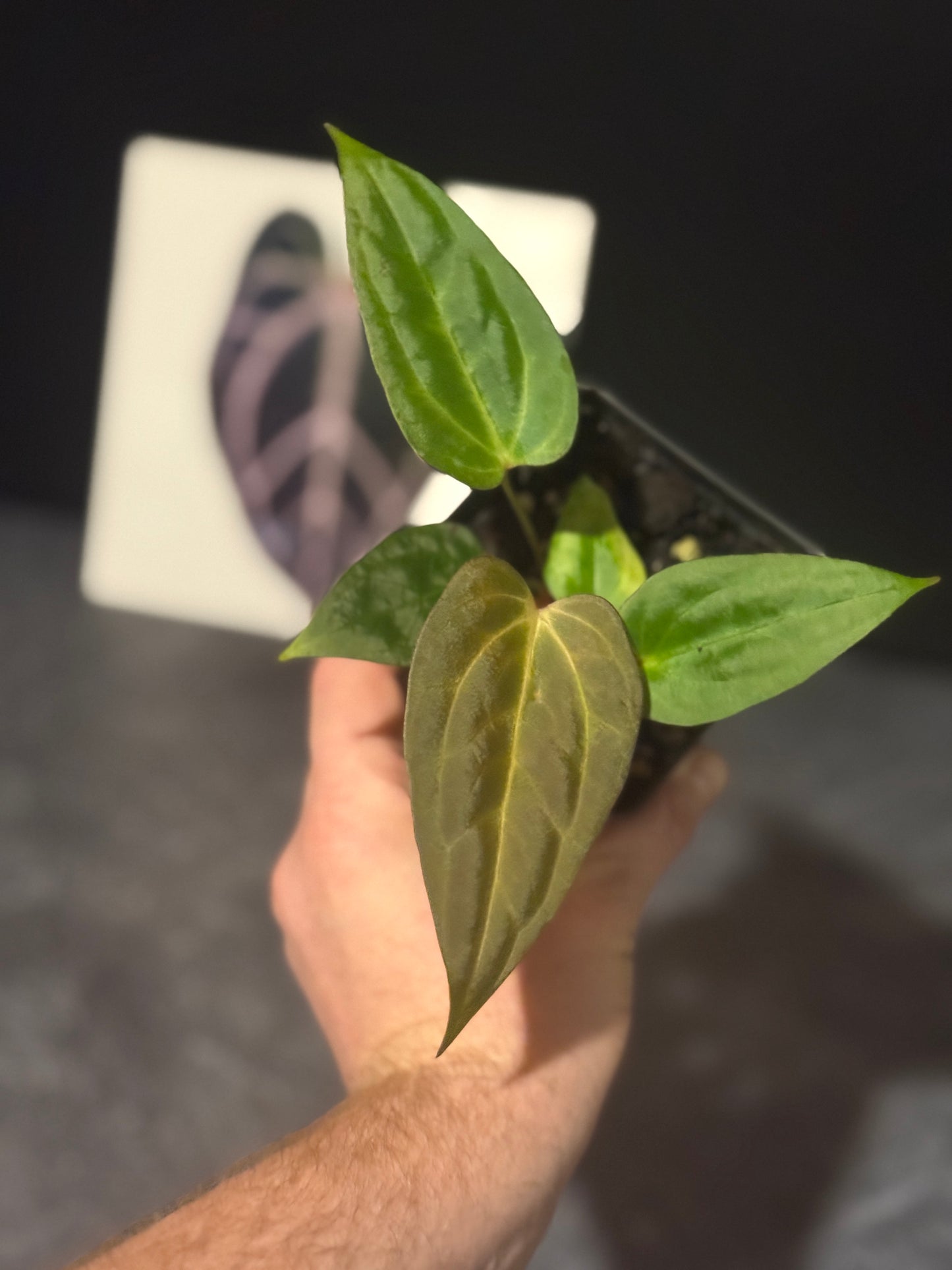 Anthurium Justin x (papillilaminum x carlablackiae)