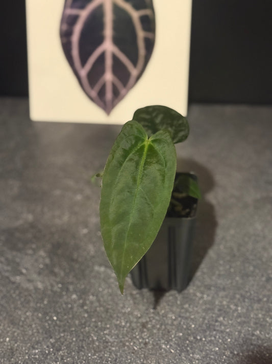 Anthurium 'Black Hole' x 'Justin'