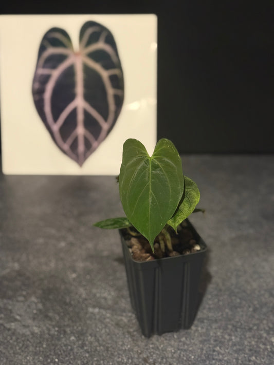 Anthurium 'Goliath' x HURC