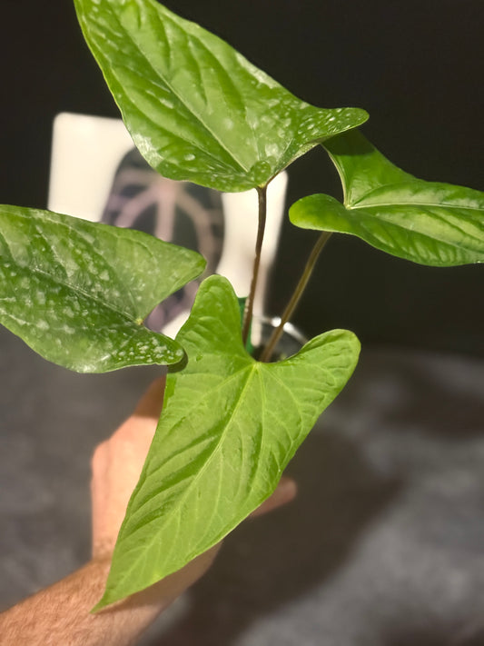 Anthurium sp Tiwintza