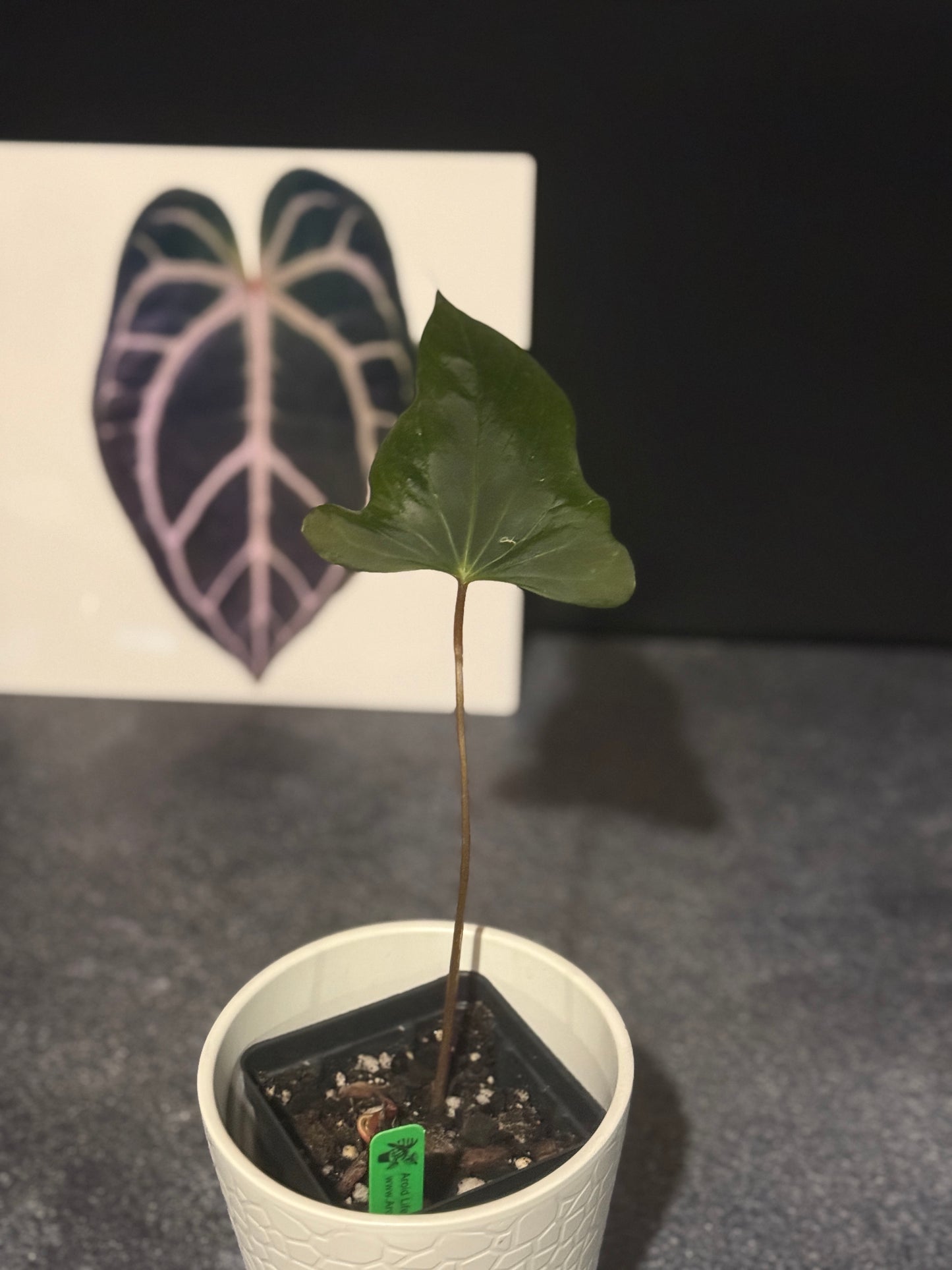 Anthurium Indo port Dark Form