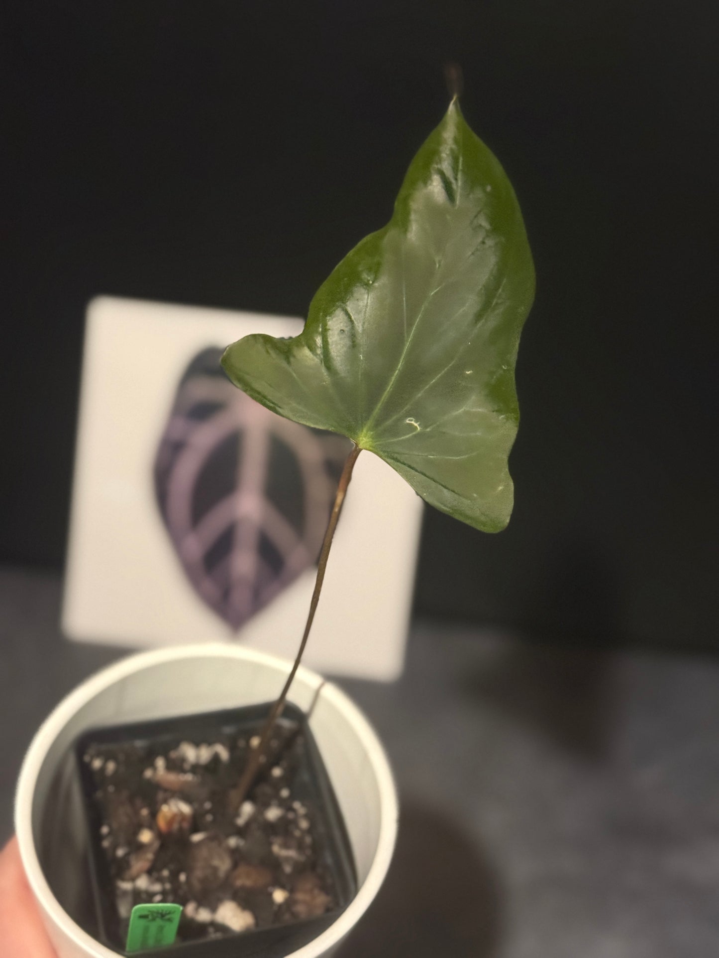Anthurium Indo port Dark Form