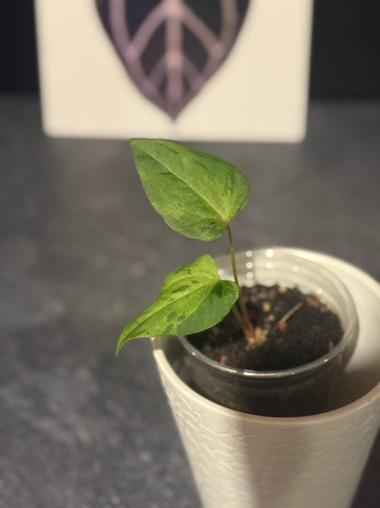 Anthurium Variegated papillilaminum X-one x Indo port DF