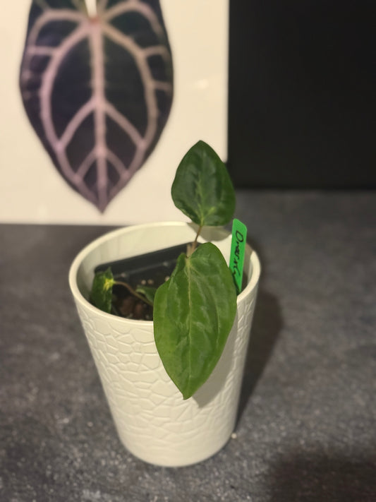 Anthurium Blister Variegated (dressleri x carlablackiae) x papillilaminum