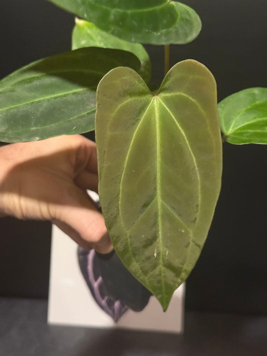 Anthurium (Ace of Spades x pink flower) x besseae aff