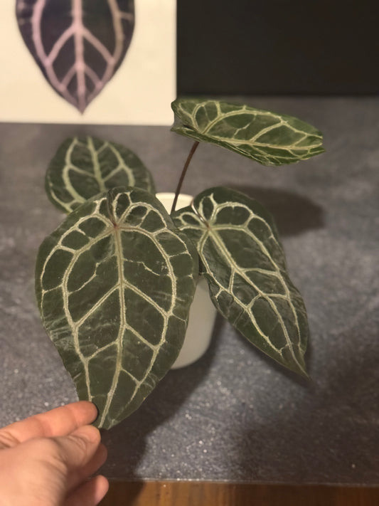 Anthurium Michelle