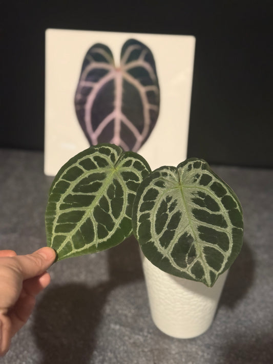 Anthurium Zara
