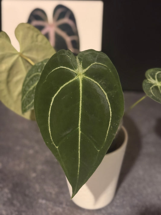 Anthurium carlablackiae x besseae aff