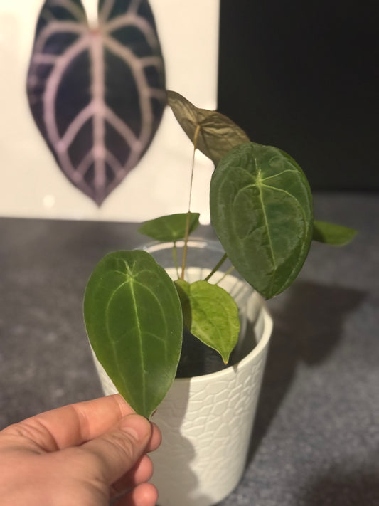 Anthurium Velvet Mask x SELF