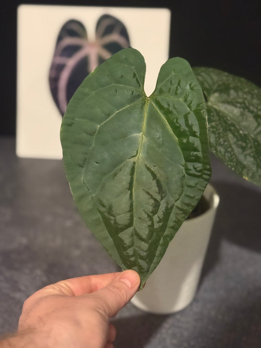 Anthurium Silver Blush x luxurians