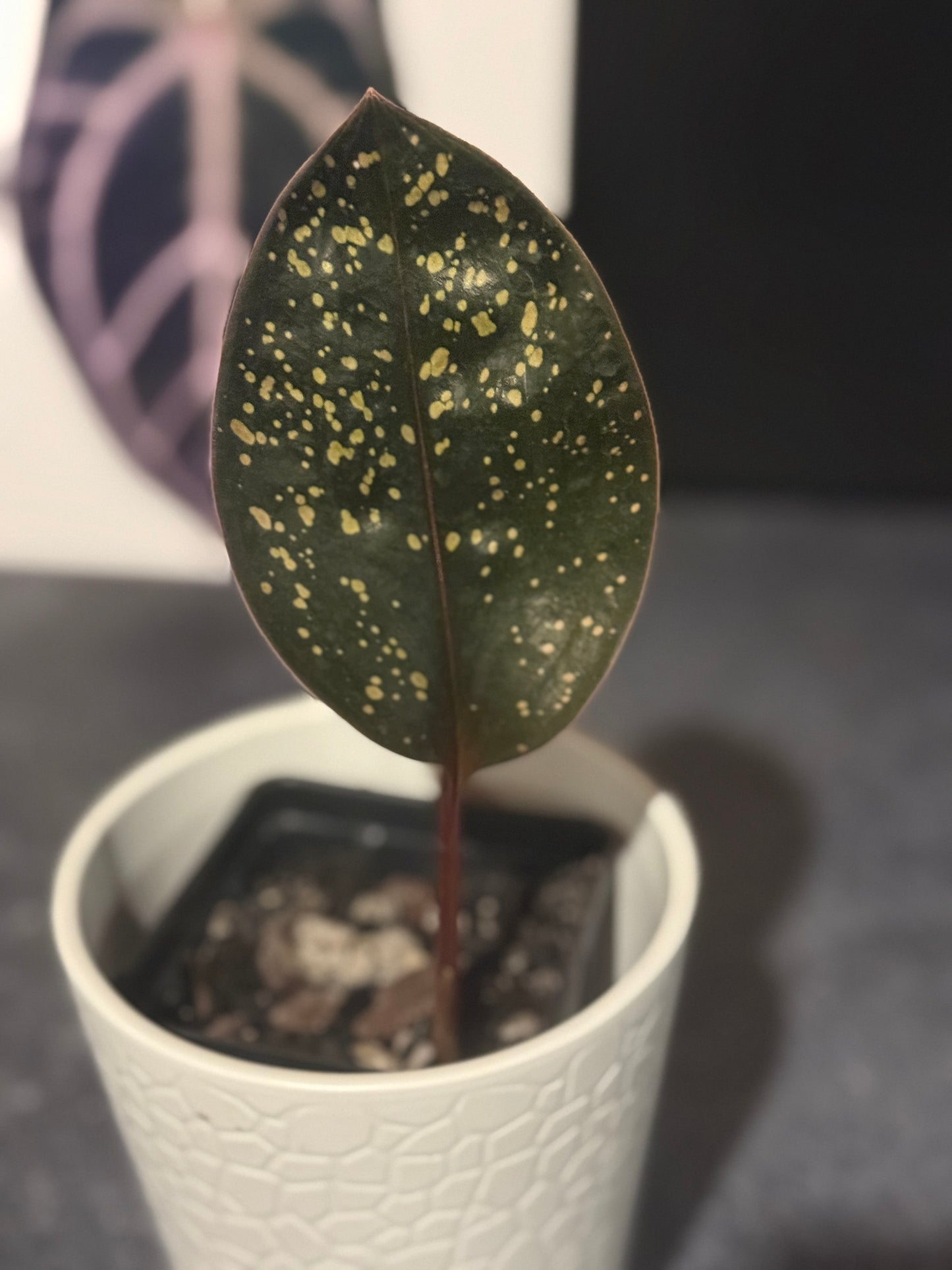 Pelexia Laxa
