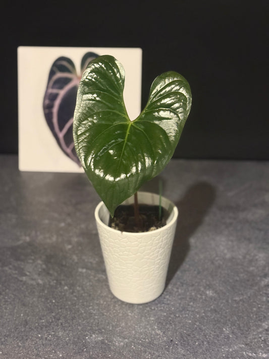 Anthurium sp Silver Peru