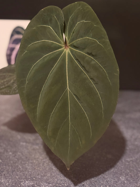 Anthurium King of Spades
