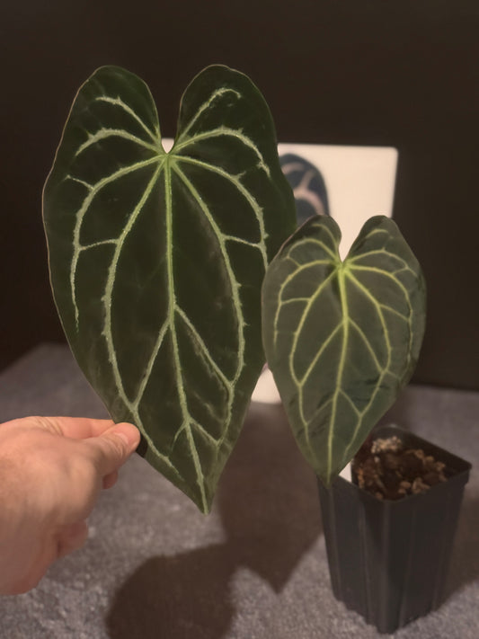 Anthurium Stripey Mag x SELF "2"
