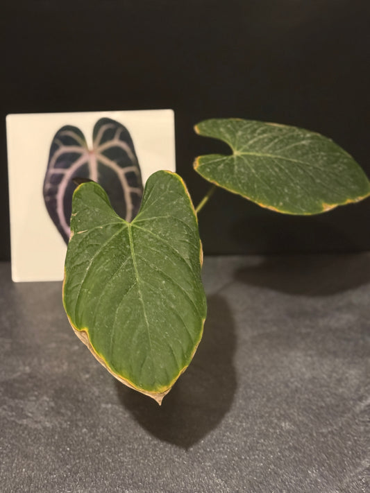 Anthurium papillilaminum x Delta Dawn