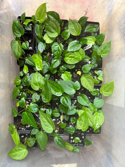 Anthurium BVEP x Super Silver