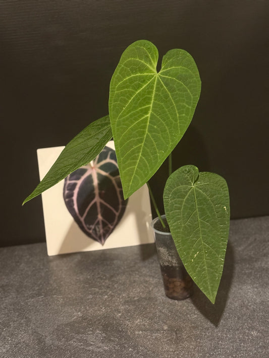 Anthurium rotolantei