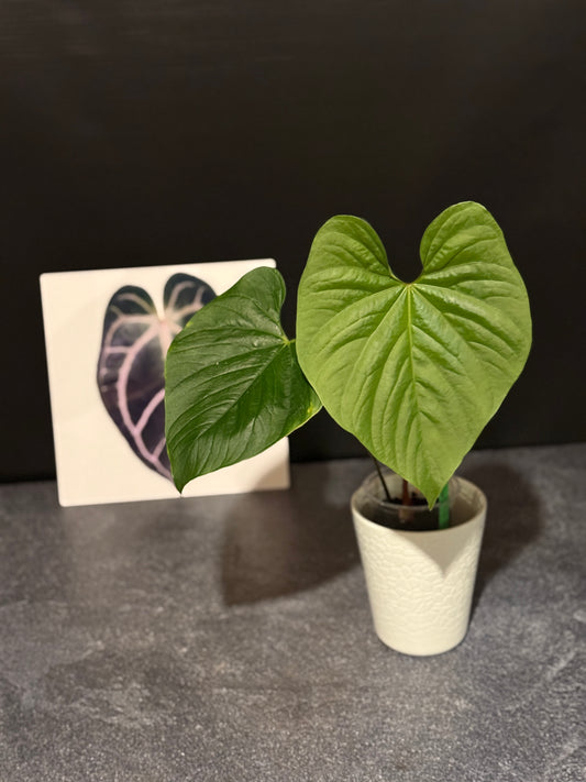 Anthurium sp Peru