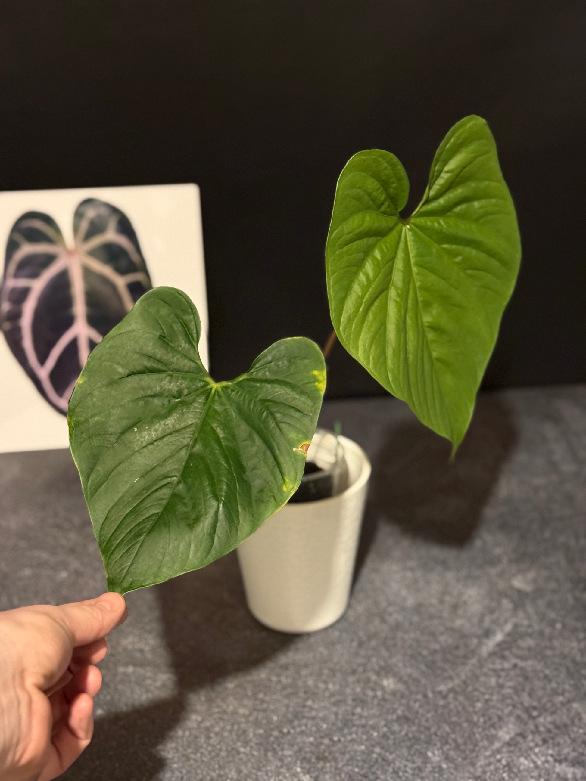 anthurium aroid Anthurium sp Peru