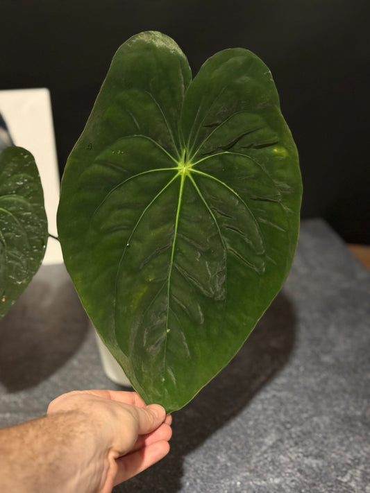Anthurium papillilaminum 8x5