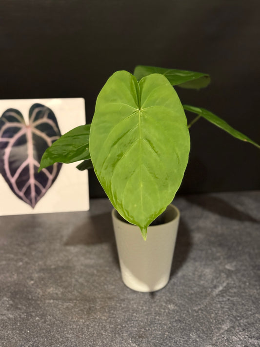 Anthurium spp - undescribed Peruvian species