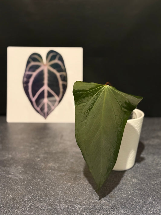 Anthurium indo port Dark Form