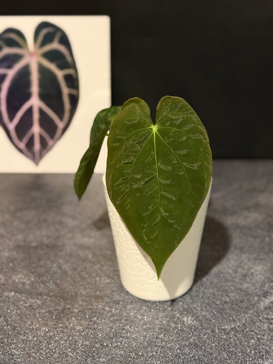 Anthurium papillilaminum 8x5