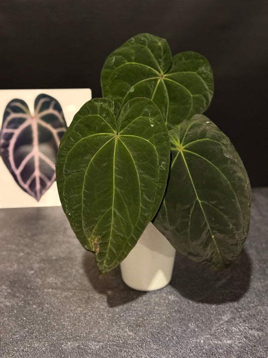 Anthurium (papillilaminum x magnificum) x Ace of Spades
