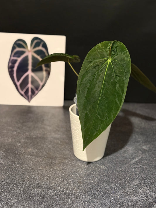 Anthurium papillilaminum RA5 x (Long x Long Bullet)