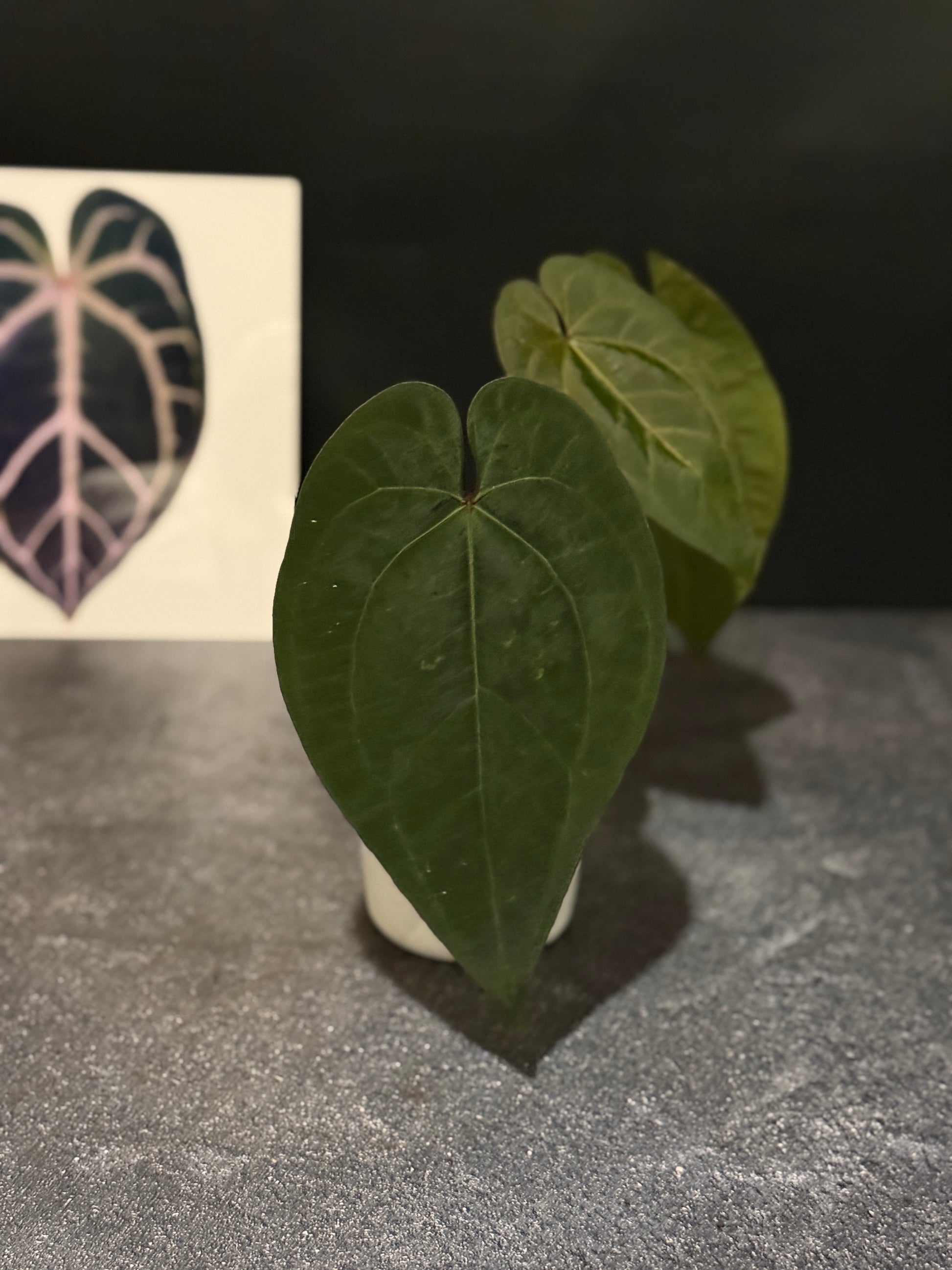 anthurium ace of spades dark form Anthurium Ace of Spades Dark Form