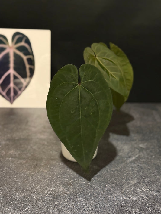 Anthurium Ace of Spades Dark Form
