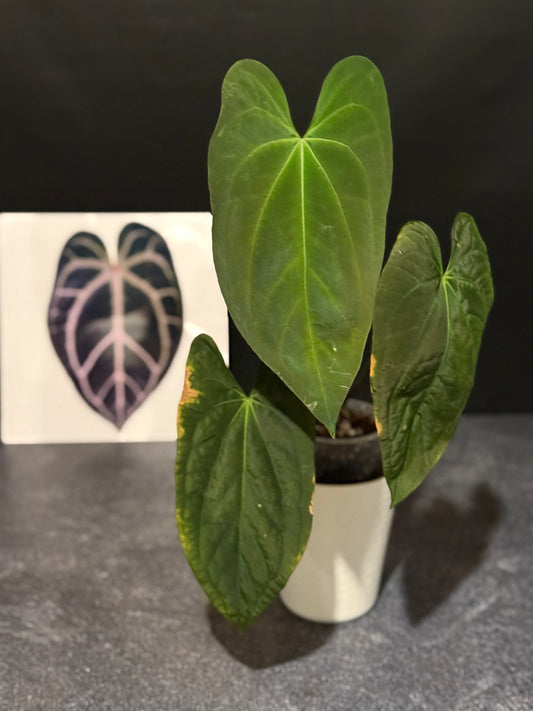 Anthurium papillilaminum 'Gatorskin' x 'Dadbod'