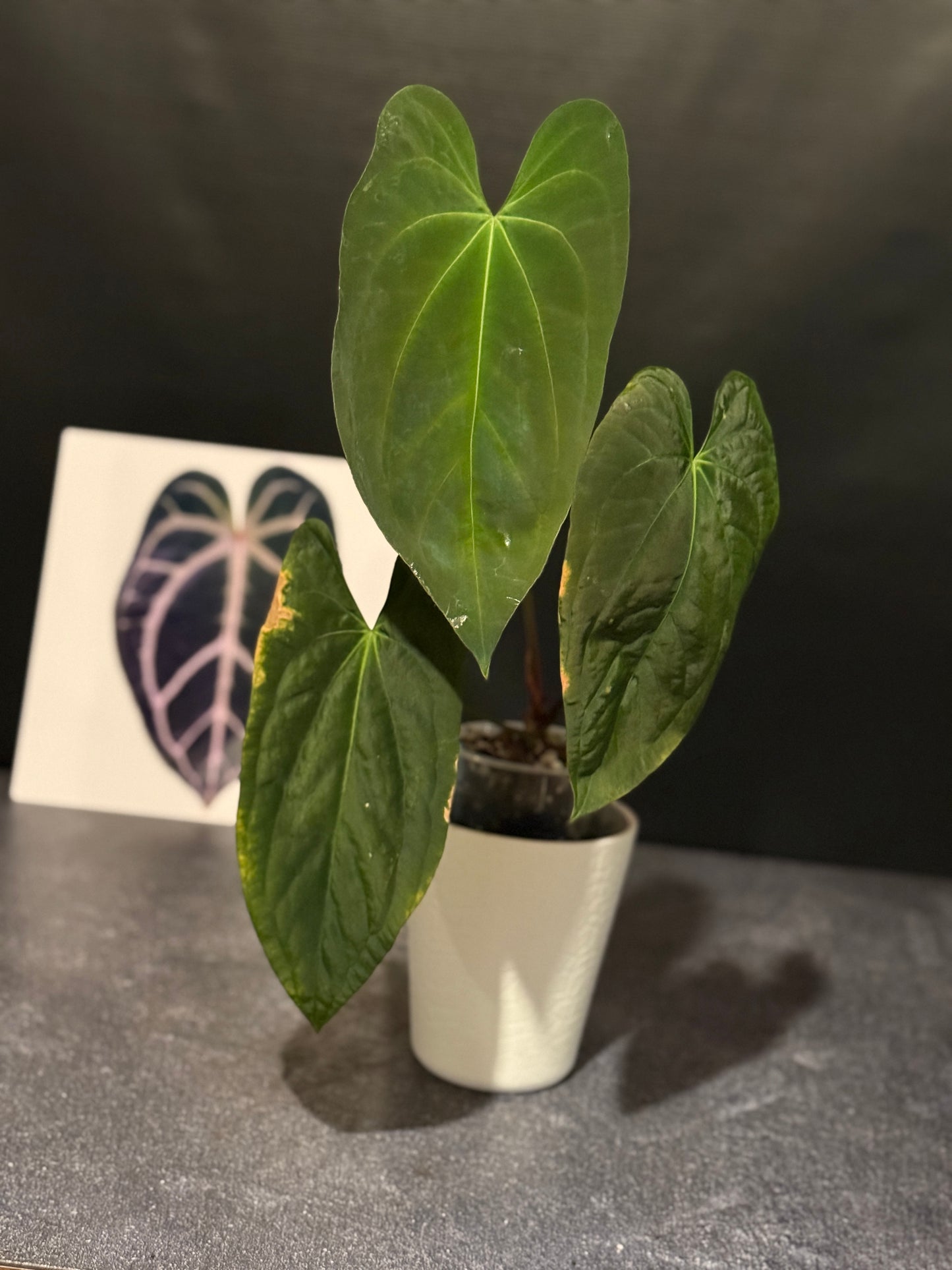 Anthurium papillilaminum 'Gatorskin' x 'Dadbod'