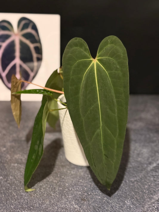 Anthurium Justin x (papillilaminum x carlablackiae)