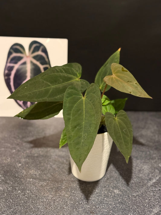 Anthurium Justin x (papillilaminum x carlablackiae)