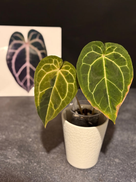 Anthurium Big Black Block x Pumpkin Spice VARIEGATED