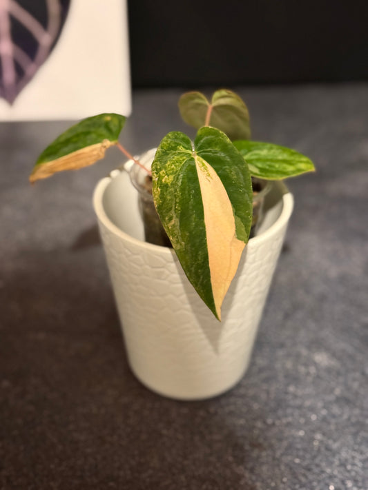 Anthurium papillilaminum VARIEGATED